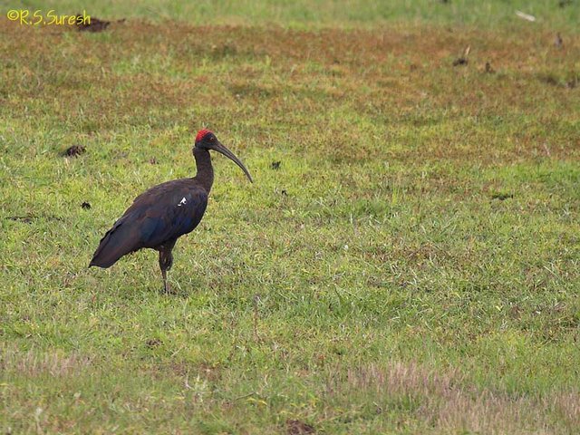Black Ibis