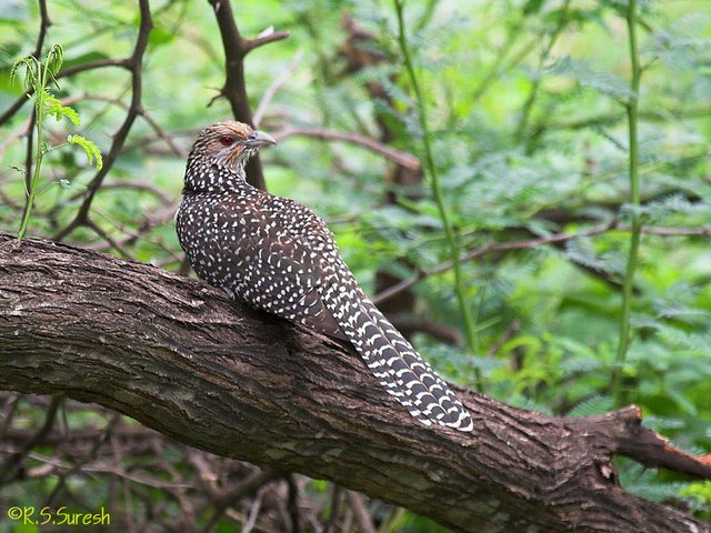 Female Asian Koel