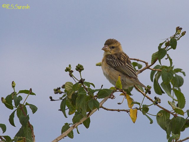 Female Baya Weaver