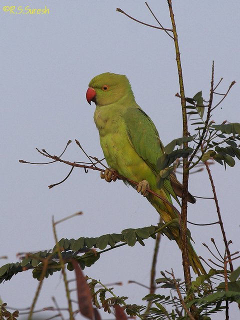 Female Rose-ringed Parakeet