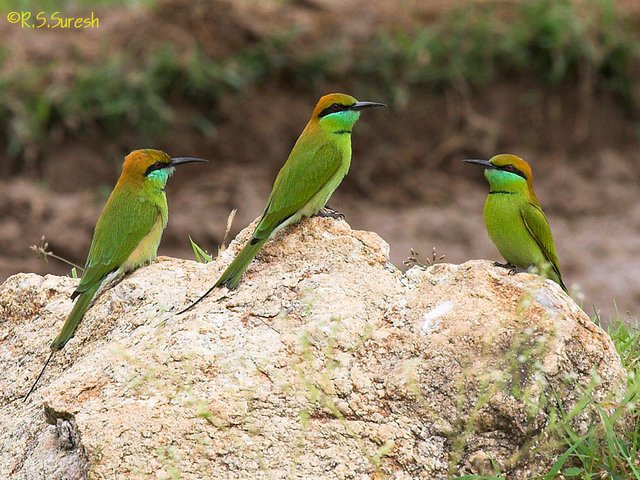 Green Bee-eaters