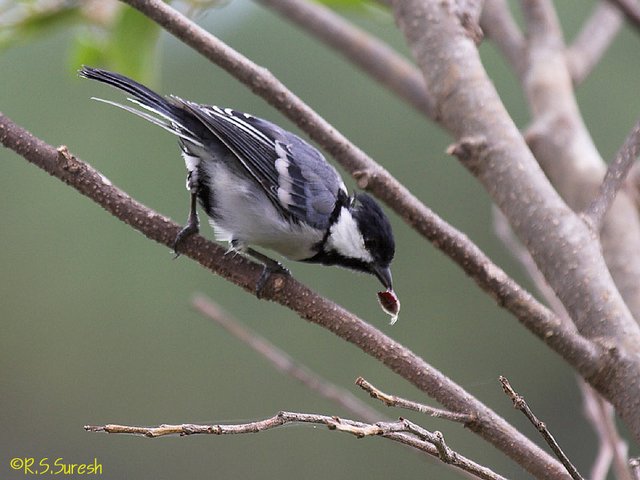 Great Tit