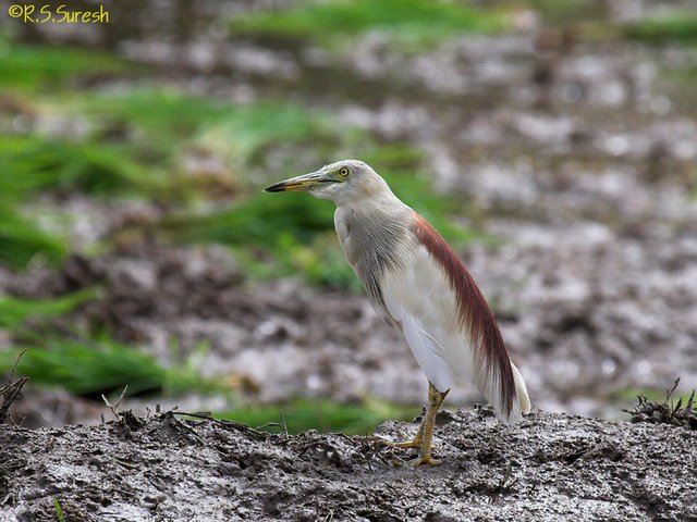 Indian Pond Heron