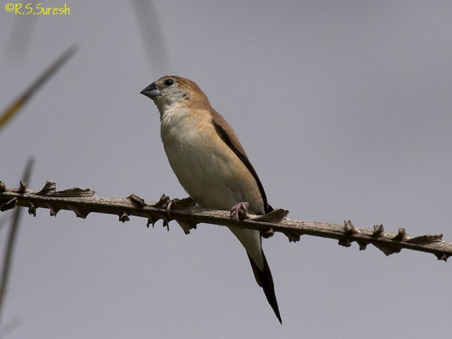 Indian Silverbill
