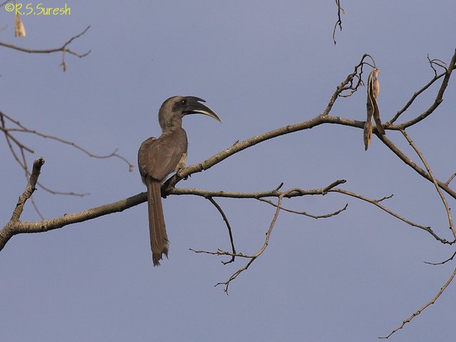 Male Indian Grey Hornbill