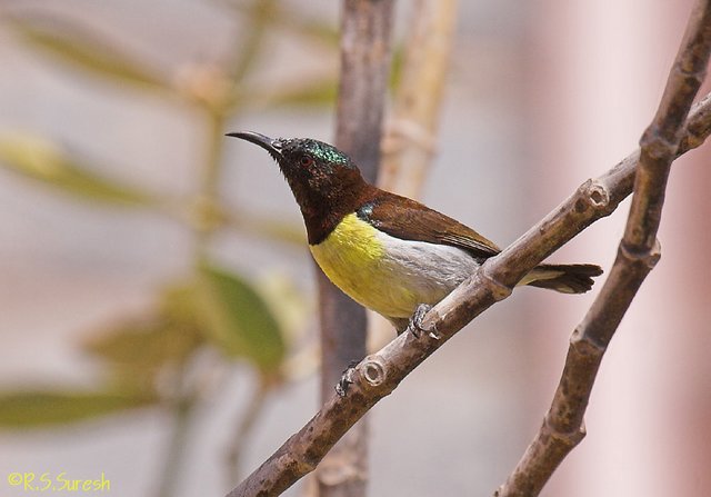 Male Purple-rumped Sunbird
