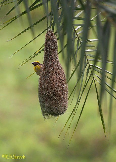 Male Baya Weaver