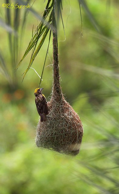 Male Baya Weaver