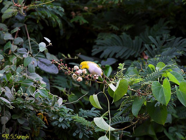 Oriental White-eye