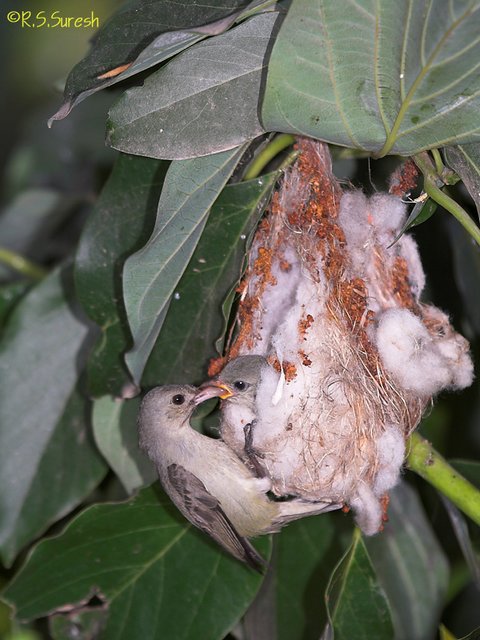 Pale-billed Flowerpecker