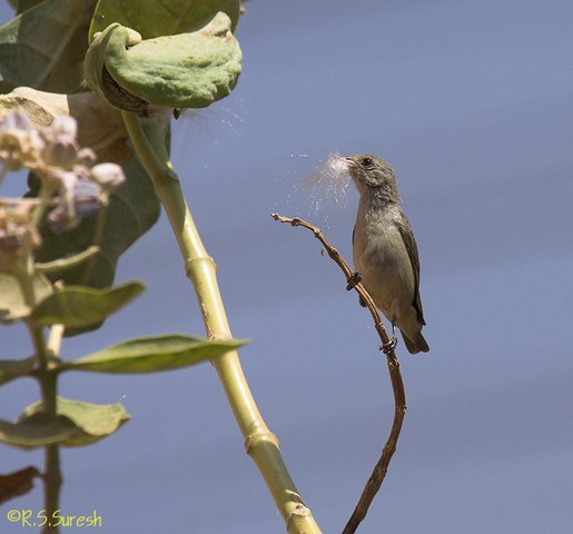 Pale-billed Flowerpecker
