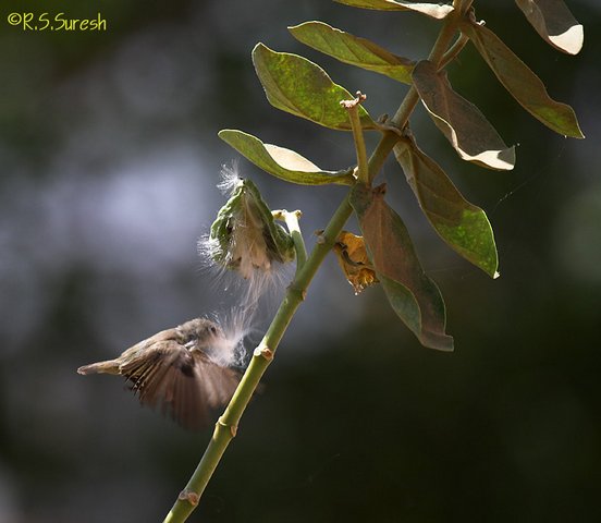 Pale-billed Flowerpecker
