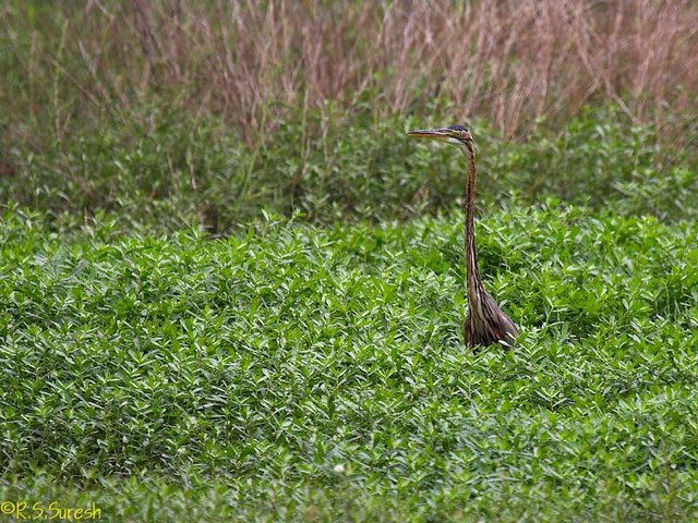 Purple Heron