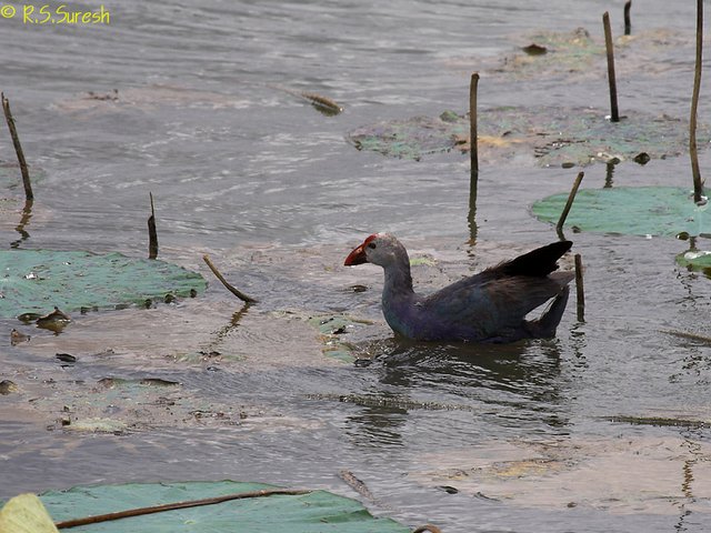 Purple Swamphen
