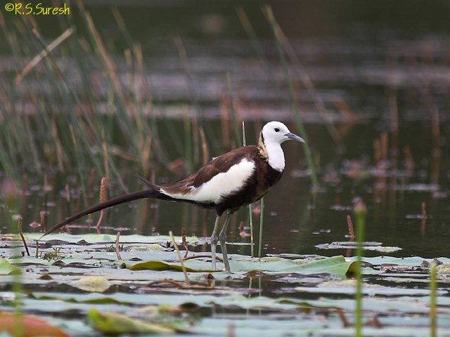 Pheasant-tailed Jacana