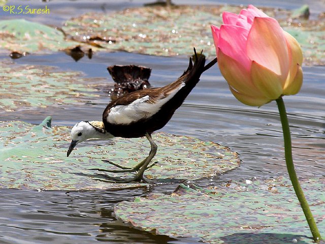 Pheasant-tailed Jacana