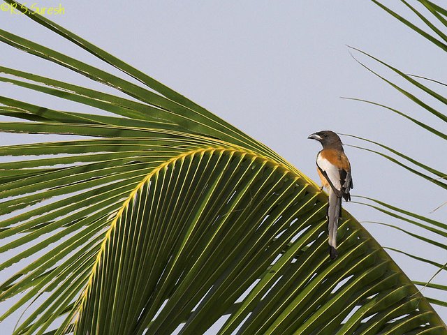 Rufous Treepie