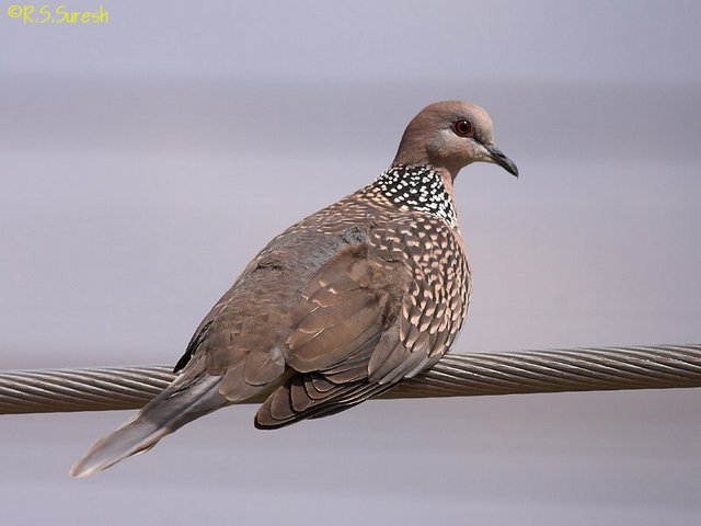Spotted Dove