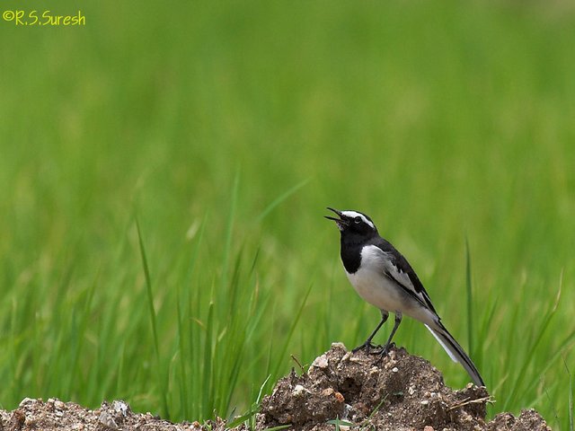 White-browed Wagtail
