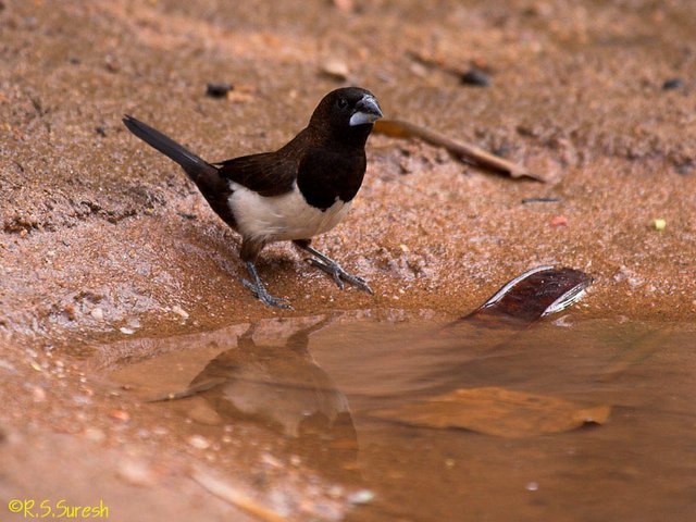 White-rumped Munia