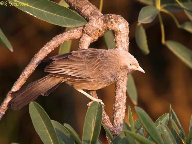 Yellow-billed Babbler