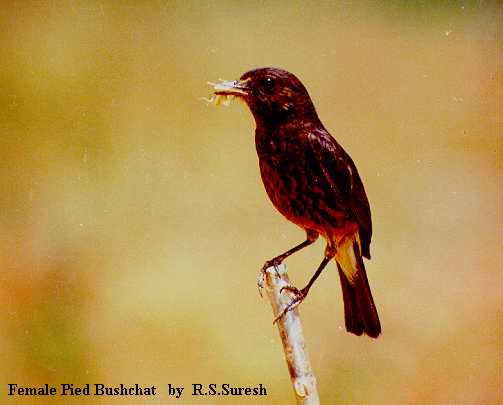 Female Pied Bushchat