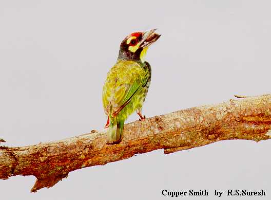 Coppersmith Barbet
