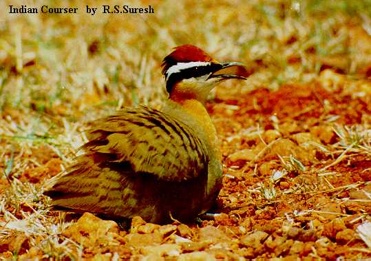 Indian Courser