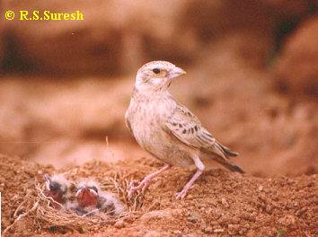 Female Ashy-crowned Sparrow Lark