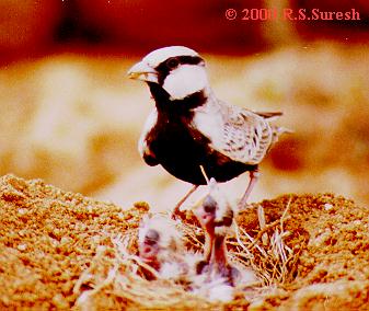 Male Ashy-crowned Sparrow Lark