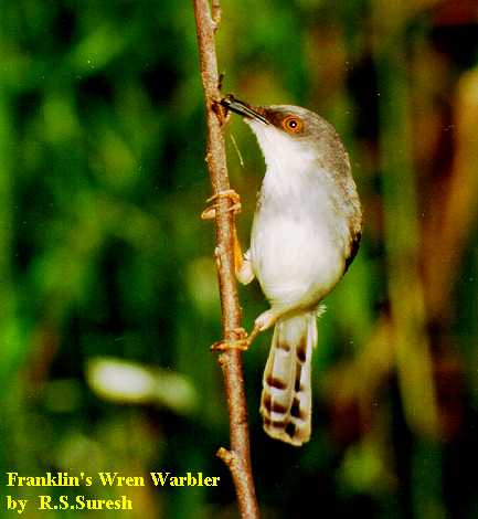 Grey-breasted Prinia