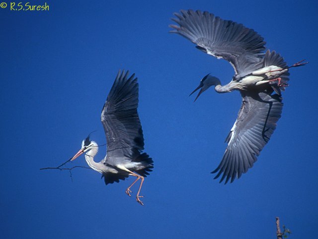 Grey Herons