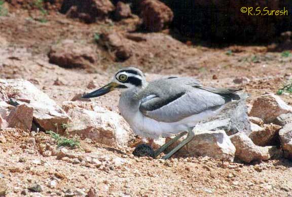 Great Thick-knee