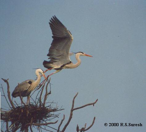 Grey Herons