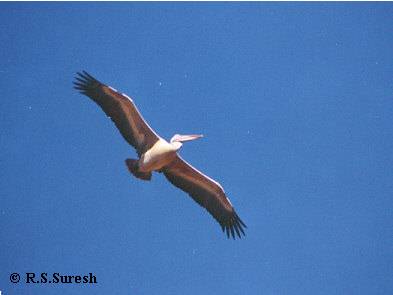 Spot-billed Pelican