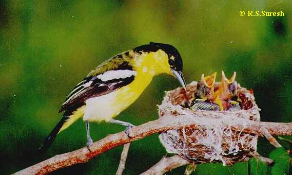 Male Common Iora