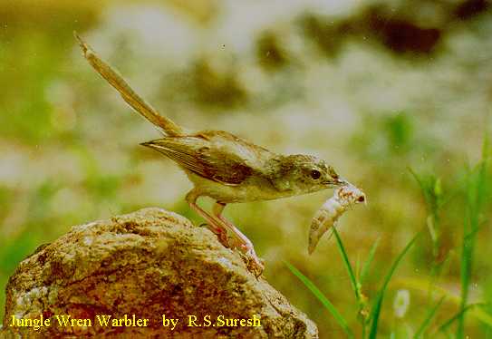 Jungle Prinia