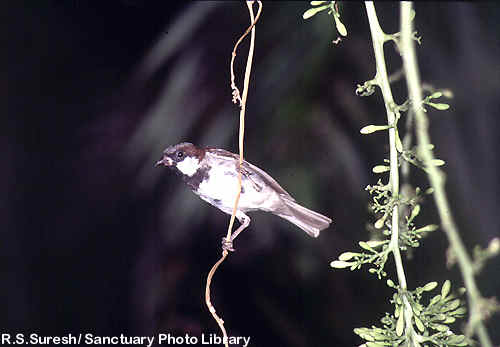 Male House Sparrow