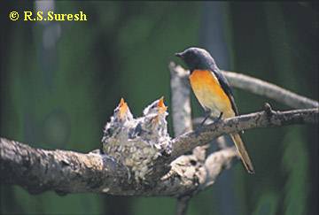 Male Small Minivet