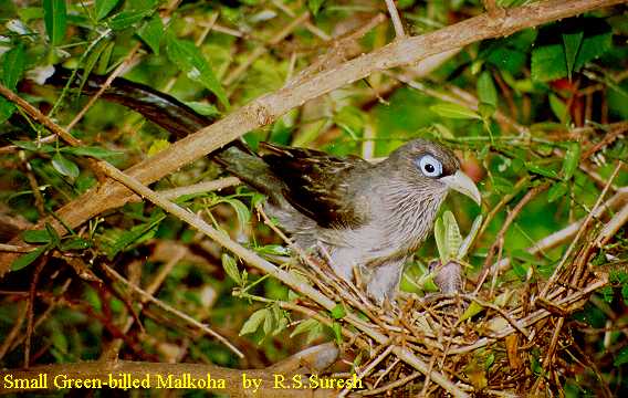 Blue-faced Malkoha