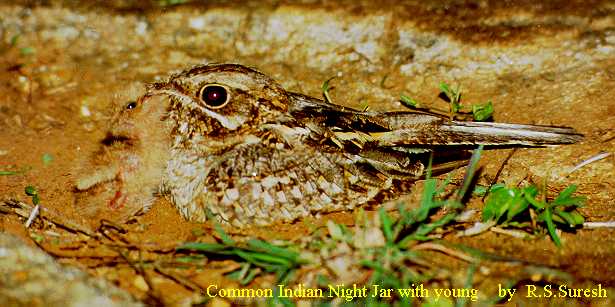 Indian Nightjar