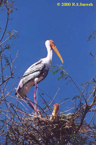 Painted Stork