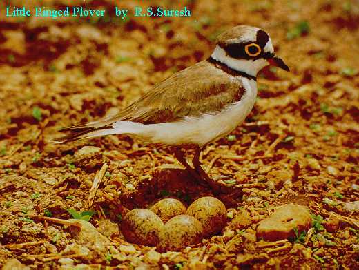 Little Ringed Plover