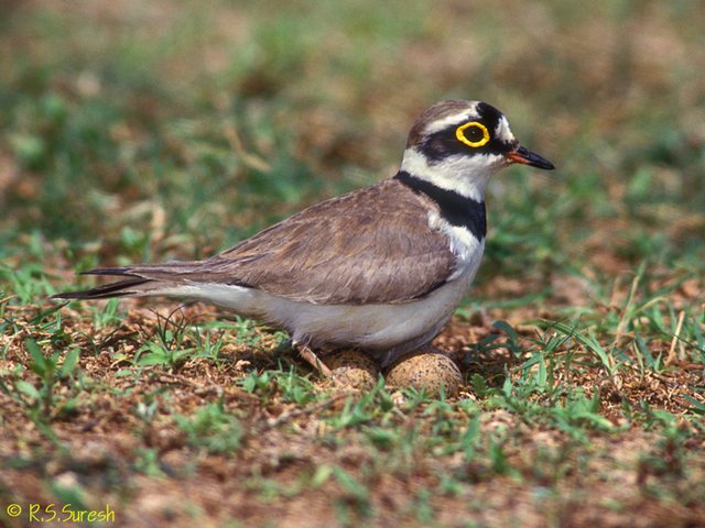 Little Ringed Plover