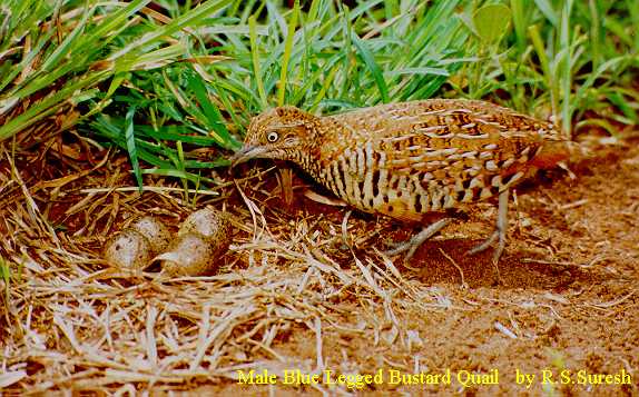 Male Barred Buttonquail