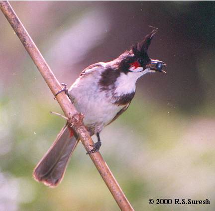 Red-whiskered Bulbul