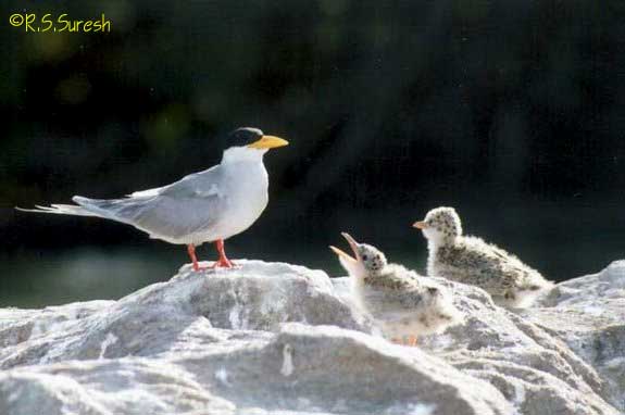 River Tern