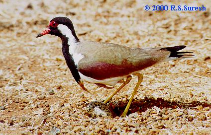 Red-wattled Lapwing