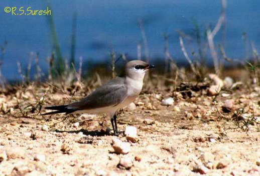 Small Pratincole
