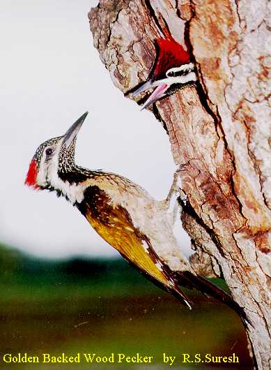 Black-rumped Flameback